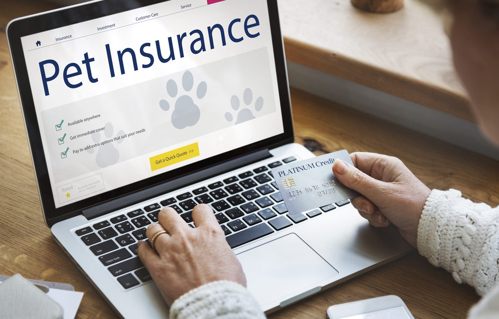 Zoom sur l’assurance animaux