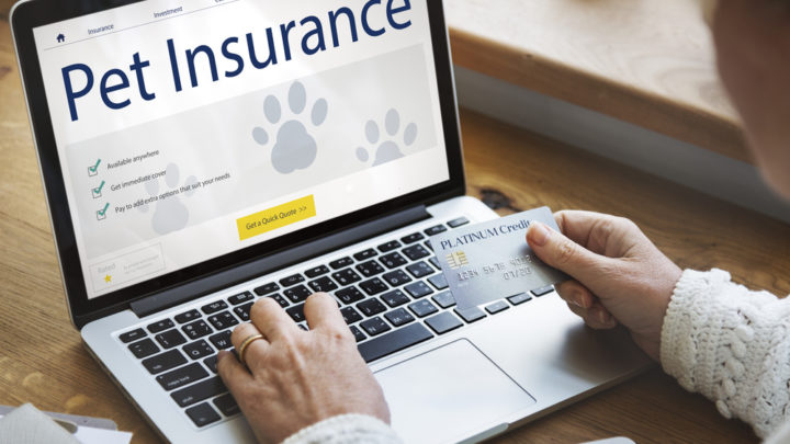 Zoom sur l’assurance animaux