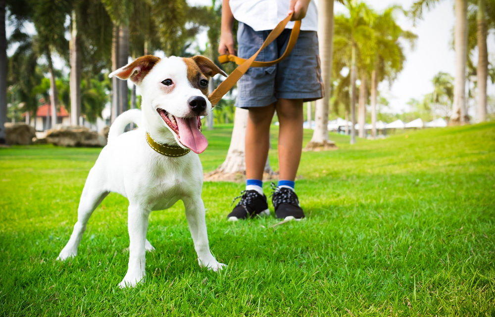 Déplacement d’animaux de compagnie en Espagne