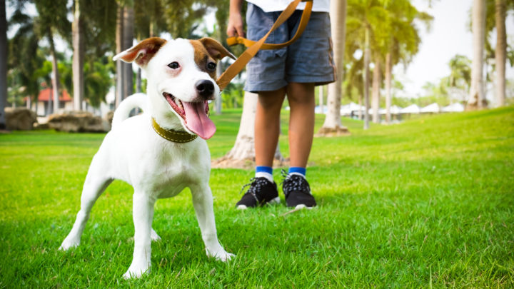 Déplacement d’animaux de compagnie en Espagne